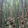 朱建平的一亩田店铺