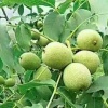 永胜利群种养合作社的一亩田店铺