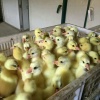 高占华的一亩田店铺