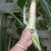 郭启龙的一亩田店铺