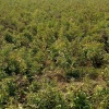亳州市明基中药材种植有限公司的一亩田店铺