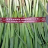 闫维强的一亩田店铺