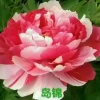 杨海根的一亩田店铺