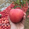 冯老头果业农民专业合作社的一亩田店铺