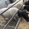 刘继磊的一亩田店铺