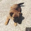 正大犬业的一亩田店铺