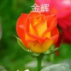 幻彩花卉的一亩田店铺