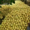 砀山果味多商贸有限公司的一亩田店铺