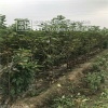 王立恒的一亩田店铺