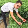 芳萱苑种子有限公司的一亩田店铺