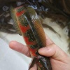 阮青的一亩田店铺