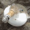 黎奕奕的一亩田店铺