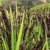 曾伟杰的一亩田店铺