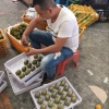 四川仙果侠供应链管理有限公司的一亩田店铺