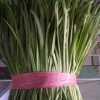 农得惠蔬菜种植专业合作社的一亩田店铺