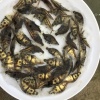 凌雄的一亩田店铺