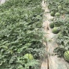 章氏农业的一亩田店铺