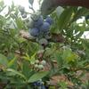 小王蓝莓种植的一亩田店铺