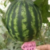 老谢瓜果蔬菜的一亩田店铺