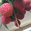 黄健绵的一亩田店铺