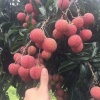 何晓良的一亩田店铺