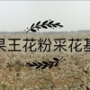 大果王果品的一亩田店铺