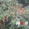 陈学英的一亩田店铺
