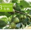 成都市四通果业有限公司的一亩田店铺