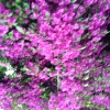 唐仕芬的一亩田店铺
