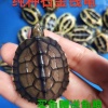 黄培亮的一亩田店铺