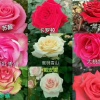 陈奎的一亩田店铺