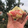 魏晨钰的一亩田店铺