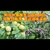 茂县山水果业的一亩田店铺