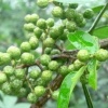 粟茂的一亩田店铺