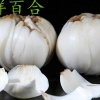 魏僖君的一亩田店铺