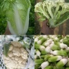通许县聚犇种植合作社的一亩田店铺