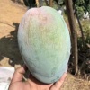 果香浓有限公司的一亩田店铺