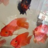 北海志成水产有限公司的一亩田店铺