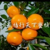 王顺利的一亩田店铺