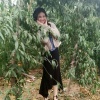 房经泰的一亩田店铺