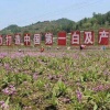 彭克模的一亩田店铺