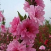 长宁县桃花源家庭农场的一亩田店铺