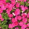 信鹏浩种植场的一亩田店铺