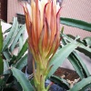 何允耀的一亩田店铺