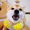 窦晓健的一亩田店铺