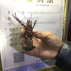 洪泽县蒋坝镇东河滩淡水龙虾养殖合作社的一亩田店铺