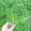 黄海燊的一亩田店铺