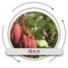澄迈桥头符氏甘薯合作社的一亩田店铺