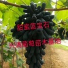 兴满葡萄苗木的一亩田店铺