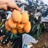 候嘉蔬菜水果代办的一亩田店铺